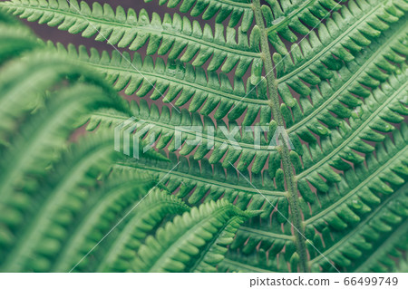 Detail of a fern plant in the forest. Beautiful 66499749