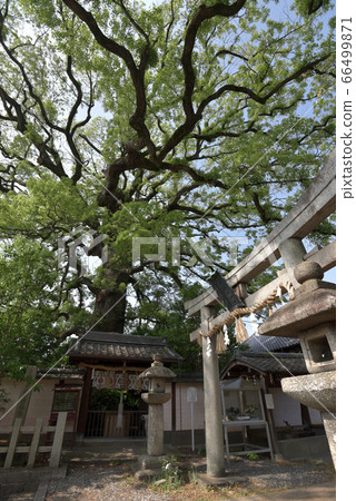 新熊野神社鳥居和奧修 66499871