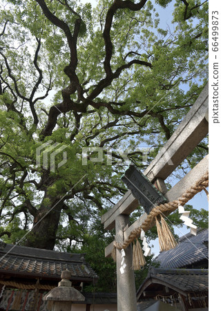 新熊野神社鳥居和奧修 新熊野神社鳥居和奧修 66499873