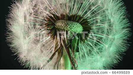 Close up beautiful dandelion flower color light 66499889