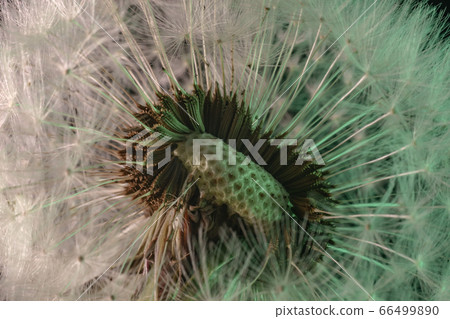 Close up beautiful dandelion flower color light Close up beautiful dandelion flower color light 66499890