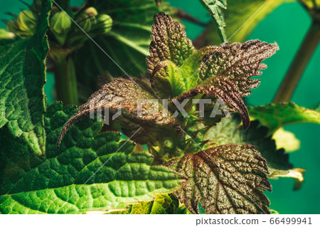 Close up Beautiful plant leaf (Lamium purpureum). 66499941