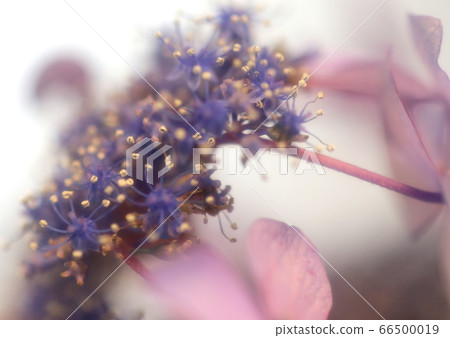 繡球花 繡球花 66500019