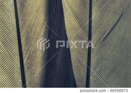 Close up Beautiful gray Bird feather background 66500073