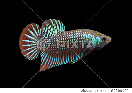 Wild Betta Mahachaiensis Male or Plakat Fighting Fish Splendens On Black Background. 66500153