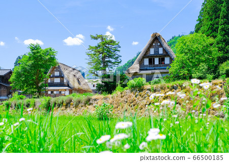 Aikura Gassho-zukuri village in early summer 66500185