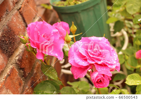 玫瑰愛玫瑰 66500543