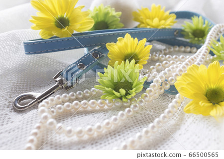 Pet burial 66500565