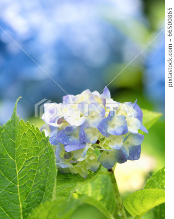 Hydrangea flowers after the rain Hydrangea flowers after the rain 66500865