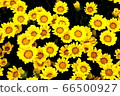 Gazania 66500927