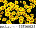 Gazania 66500928