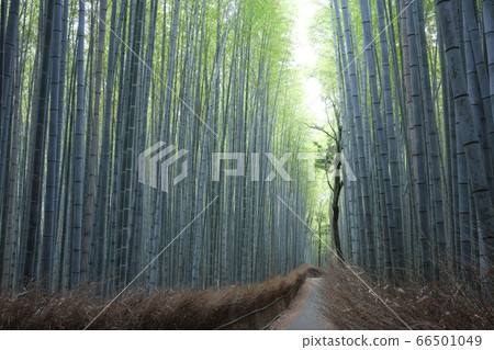 Small path of a bamboo forest in Arashiyama, where there is nobody 66501049