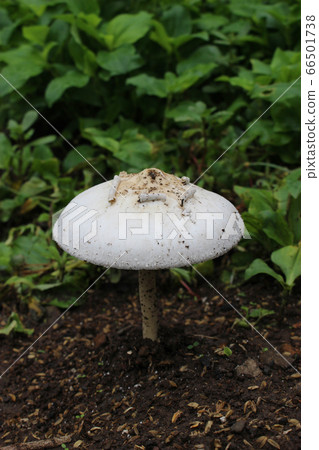 白色大蘑菇 66501738