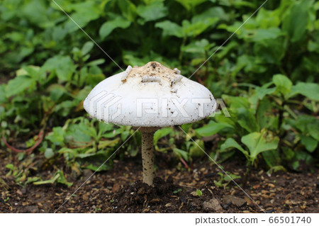 White big mushroom 66501740