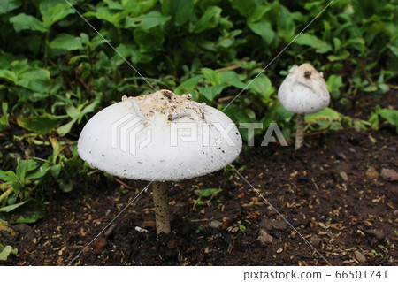 White big mushroom White big mushroom 66501741