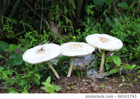 White big mushroom 66501743