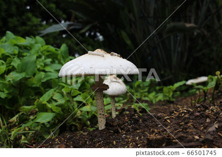 白色大蘑菇 白色大蘑菇 66501745