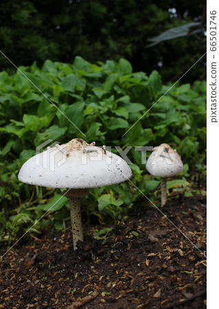 White big mushroom 66501746