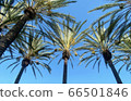 Palm trees blue sky background midsummer background 66501846