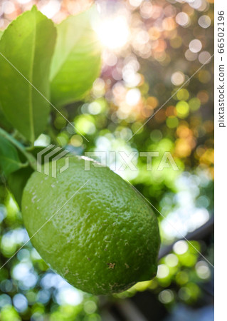 Lime trees with fresh limes and green leave Lime trees with fresh limes and green leave 66502196