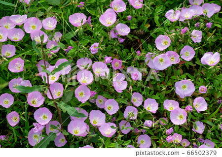 Early summer flowers of pink Nousagi Evening Primrose Shizuoka City Asahi Reservoir 66502379