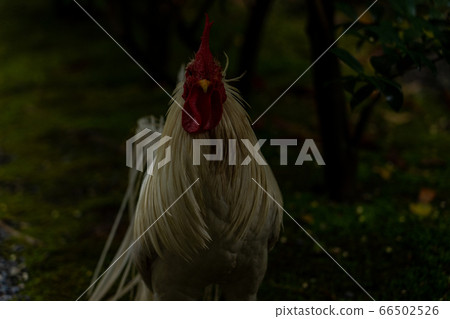Ise Jingu Shrine Chicken Naruto Ise Jingu Shrine Chicken Naruto 66502526