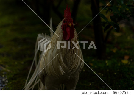 Ise Jingu Shrine Chicken Naruto 66502531