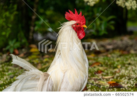 Ise Jingu Shrine Chicken Naruto 66502574