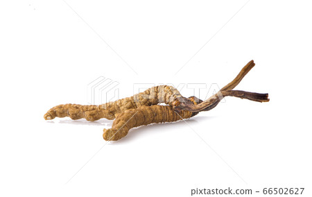 Ophiocordyceps sinensis (CHONG CAO, DONG CHONG XIA Ophiocordyceps sinensis (CHONG CAO, DONG CHONG XIA 66502627