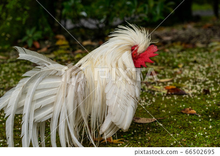 Ise Jingu Shrine Chicken Naruto 66502695