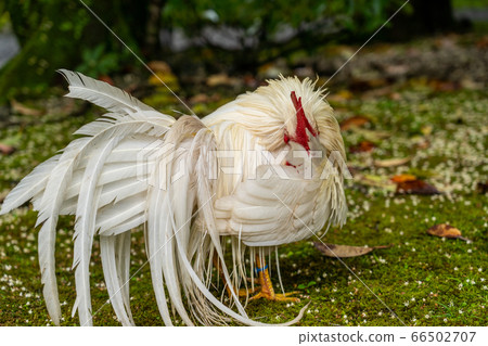 Ise Jingu Shrine Chicken Naruto 66502707