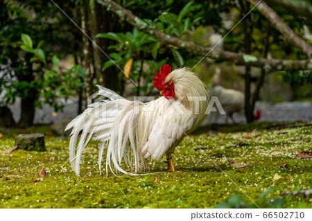 Ise Jingu Shrine Chicken Naruto Ise Jingu Shrine Chicken Naruto 66502710