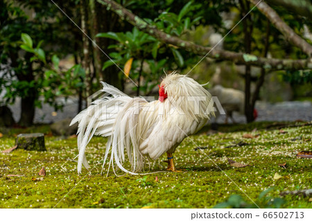 伊勢神宮神社火影忍者雞 伊勢神宮神社火影忍者雞 66502713