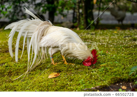 Ise Jingu Shrine Chicken Naruto 66502728