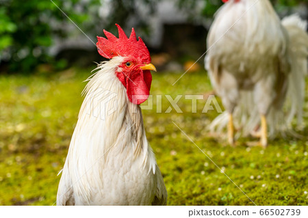 Ise Jingu Shrine Chicken Naruto Ise Jingu Shrine Chicken Naruto 66502739