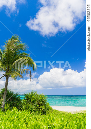 Tropical image Okinawa summer image 66502895