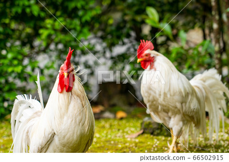 Ise Jingu Shrine Chicken Naruto 66502915