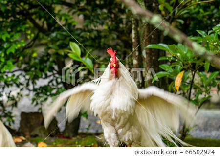 Ise Jingu Shrine Chicken Naruto 66502924