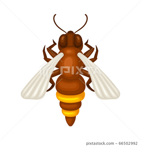Honey Bee with Yellow Stripes and Wings Vector Illustration Honey Bee with Yellow Stripes and Wings Vector Illustration 66502992