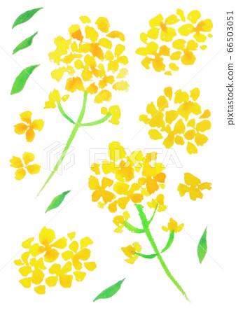 強姦開花 強姦開花 66503051