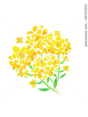 強姦開花 66503052