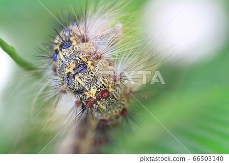 Caterpillar (larvae of the gypsy moth) 66503140