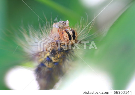 Caterpillar (larvae of the gypsy moth) 66503144