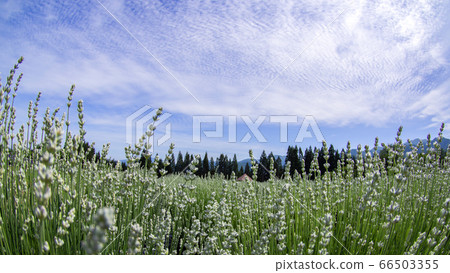 White lavender Misato Town, Akita Prefecture White lavender Misato Town, Akita Prefecture 66503355