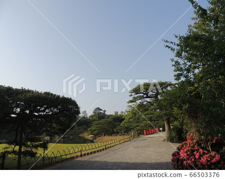初夏公園清晨森林 初夏公園清晨森林 66503376