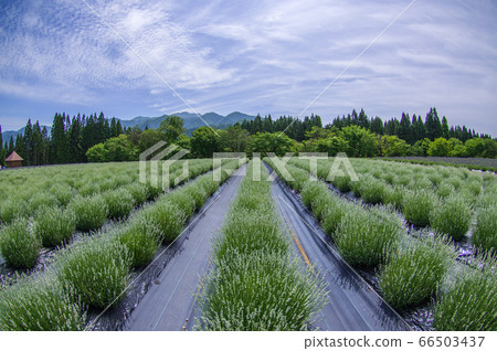 Lavender field Misato Town, Akita Prefecture Lavender field Misato Town, Akita Prefecture 66503437