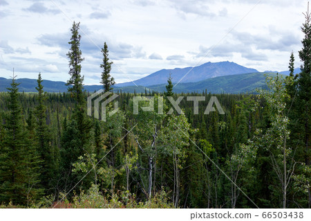 Alaskan Tree Sea 66503438