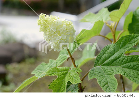 Kashiwaba hydrangea harmony 66503443