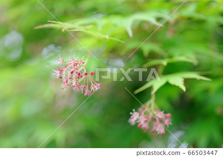 Momiji flowers 66503447