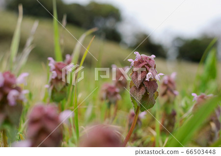 Himeodoricosoum 66503448